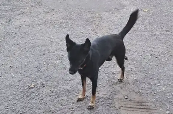 Собака найдена: Ленина 18А, Чебоксары