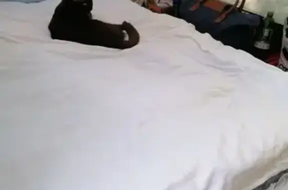 Пропала кошка в Мийнальском, Карелия