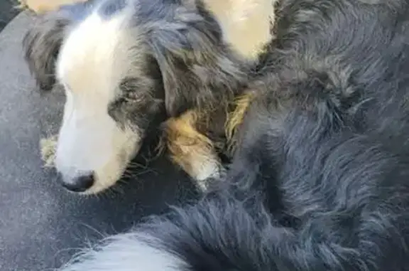 Собака найдена, Воронеж, Воронежская обл.