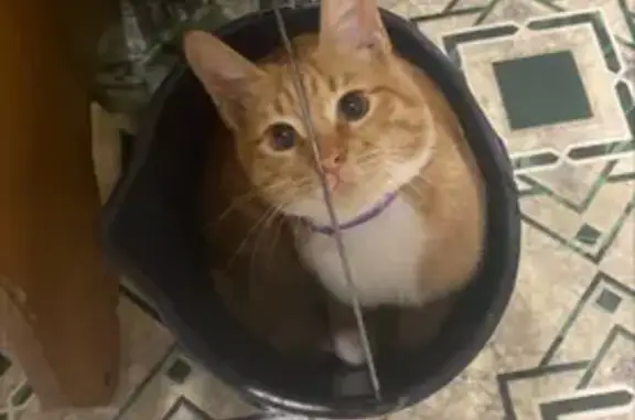 Пропала кошка, ул. Халтурина, Ахтубинск