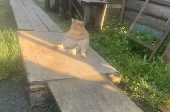 Пропала рыжая кошка, ул. Отдыха, Курган