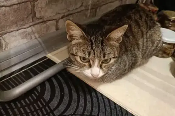 Найдена кошка, Екатеринбург, фото: Кошка найдена: Инженерная 38, Екатеринбург