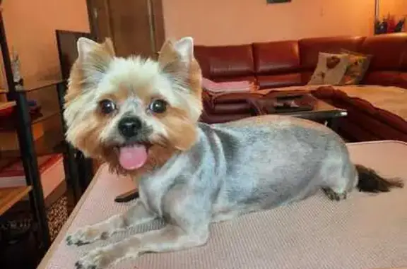 Пропала собака, 2-й Южнопортовый 13, Москва