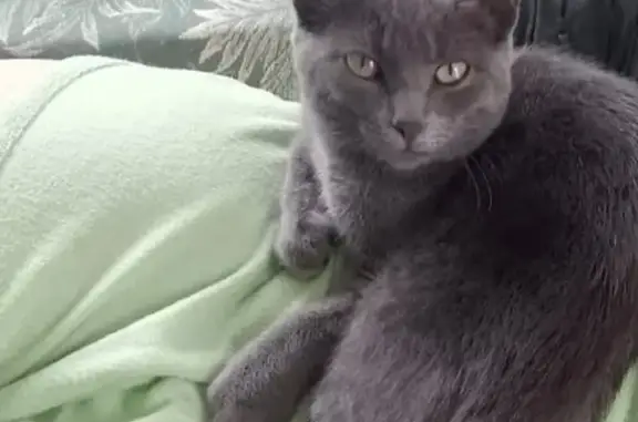 Пропала кошка, Новгородская ул, 14