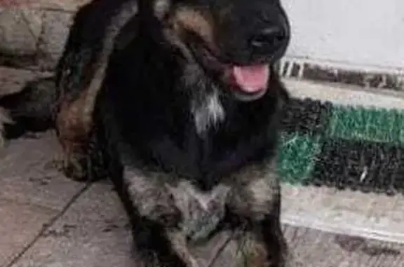 Пропала собака, Южная ул., Афипский