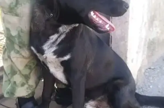 Собака найдена: Правая наб., Калининград