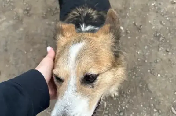 Найдена собака, Москва, фото: Собака найдена у КП Капитолия, Москва