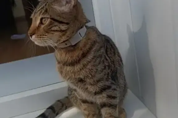 Найдена кошка, Новосибирск, фото: Кошка найдена у Пятерочки, 2-я Обская, 154