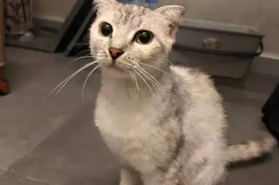 Найдена кошка, ул. Батурина 11А, Симферополь