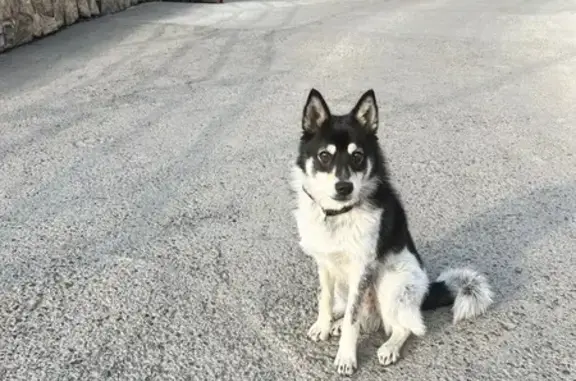 Собака найдена: Ротный проезд, Чита