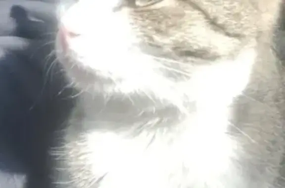 Найдена кошка, Новосибирск, фото: Кошка найдена: Магистральная 59, Новосибирск