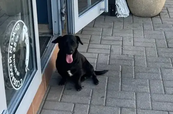 Собака найдена у кафе 