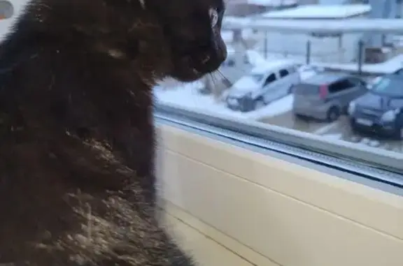 Найдена кошка, Якутск, фото: Найдена чёрная кошка, ул. Газовиков 7/1