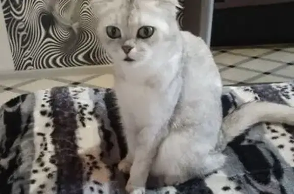 Объявления о пропавших и найденных животных, Асбест, фото: Пропала кошка, ул. Пархоменко 15, Асбест