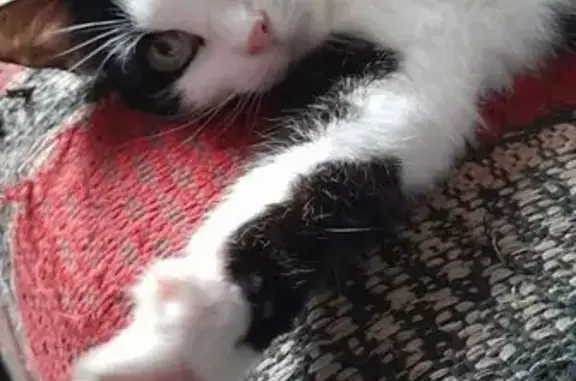 Кошки потеряшки, Вологда, фото: Потеряшка кошка, ул. Разина 56, Вологда