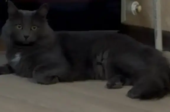 Пропал кот, ул. Мира, 29, Самара