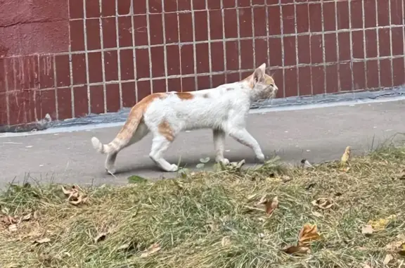Кошка найдена: Азовская ул., 9к1 и 9к2