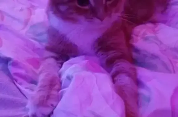 Пропала кошка на Косинской ул., 18 к2