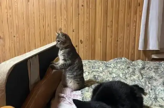 Пропала кошка, Ленинградская область