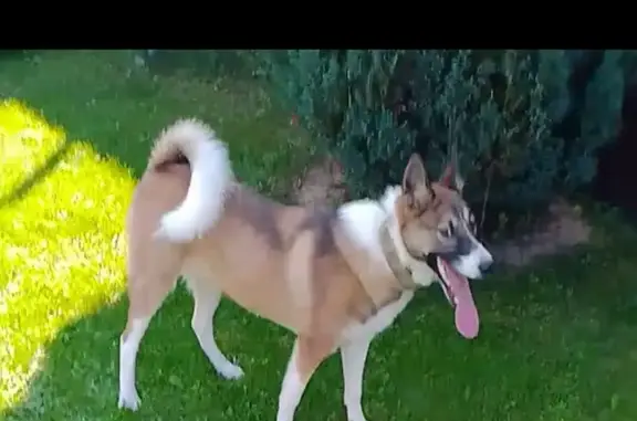 Собаки потеряшки, Брянская область, фото: Потеряшка собака в районе с. Красное, Брянск