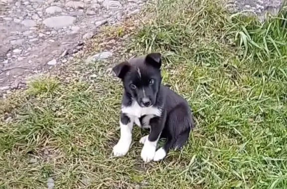 Найдена собака, Горно-Алтайск, фото: Щенок найден в переулке Казакова, Горно-Алтайск