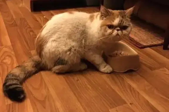 Найдена кошка, Москва, фото: Найдена кошка, Зеленодольская 9 к3, Москва