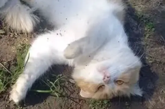 Кошка найдена: 3-я Муромская, Казань