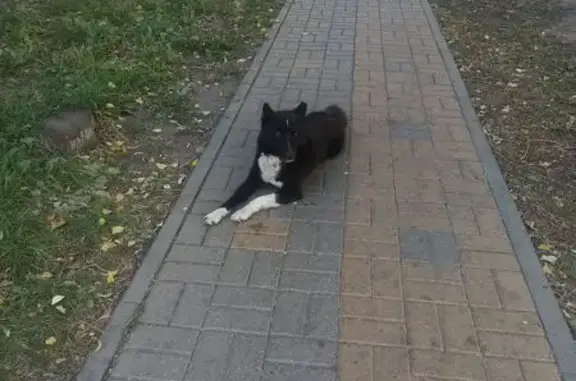 Найдена собака, Белгород, ул. 5 Августа
