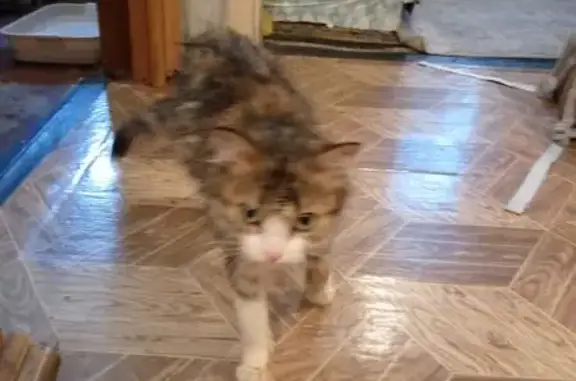 Найдена кошка, Кемеровская область, фото: Кошка найдена: Новокузнецк, Кемеровская обл.