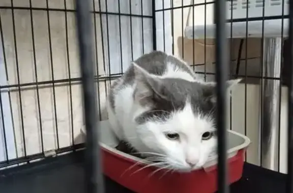 Найдена кошка, Челябинская область, фото: Кошка найдена в Челябинске, Челябинская обл.