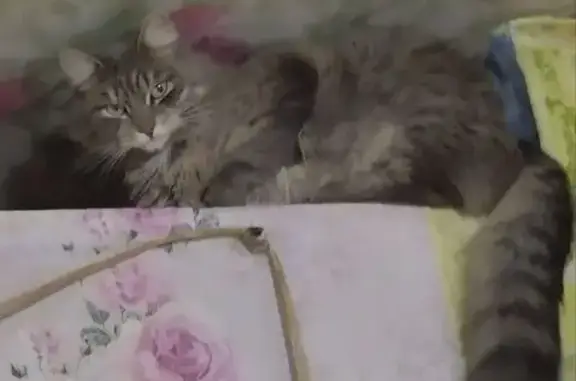 Пропал серый кот, ул. Герцена 23, Балезино