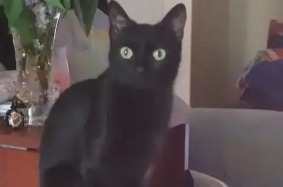 Кошки потеряшки, Курган, фото: Потеряшка кошка, Уральская ул. 35, Курган