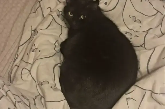 Кошки потеряшки, Санкт-Петербург, фото: Потеряшка чёрная кошка, Варшавская 24