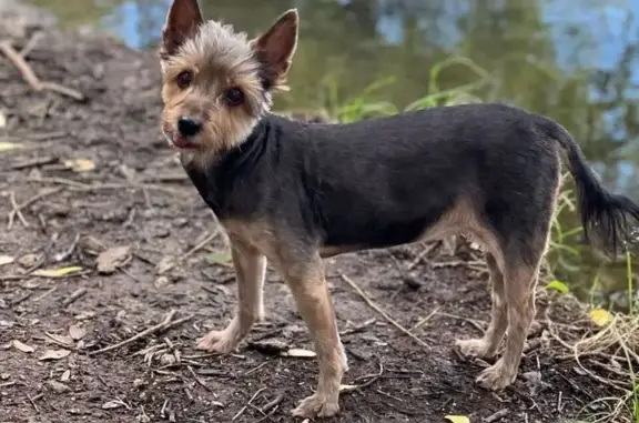 Найдена собака, Москва, фото: Собака найдена: Михневский проезд, Москва