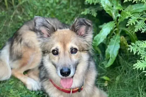 Пропала собака, Кезьмино, МО