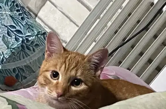 Кошки потеряшки, Энгельс, фото: Потеряшка кошка, Степная 35А, Энгельс