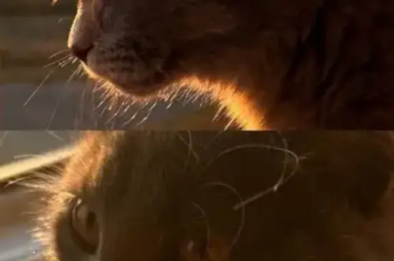 Найдена кошка, Смышляевка, фото: Кошка найдена на ул. П. Монастырского, 2