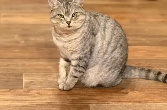 Кошка найдена на Маганском тракте, Якутск