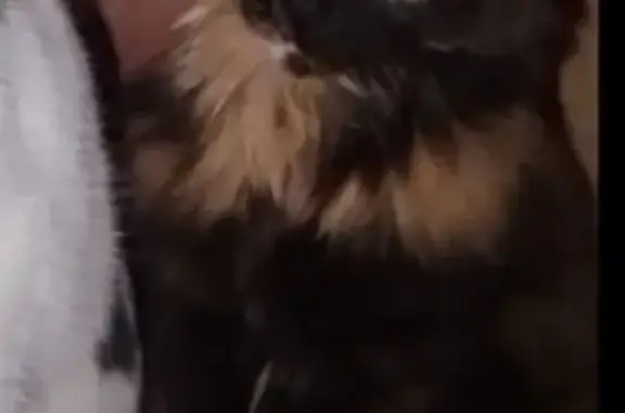 Пропала кошка, Кулажная ул., Борец