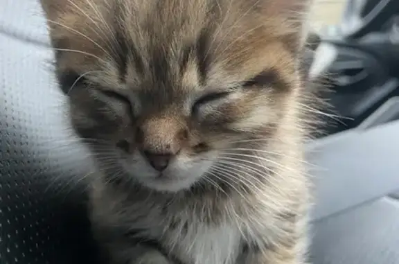 Котенок найден: ул. Растопчина, 33А, Владимир