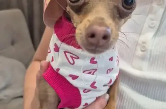 Пропала собака, Пролетарская 7, Лесосибирск