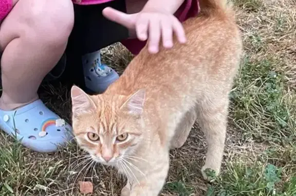 Кошки потеряшки, Москва, фото: Потеряшка рыжий кот на Полетаева, 24 к4