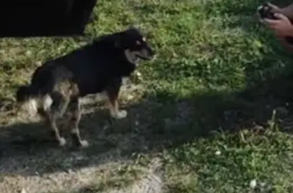 Пропала собака, ул. Белова, 4, Мирное