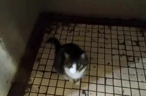 Кошка найдена: пр. Испытателей, 20 к1