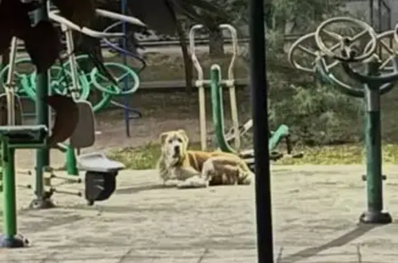 Найдена собака, Ростов-на-Дону, фото: Алабай найден в парке Островского, Ростов-на-Дону