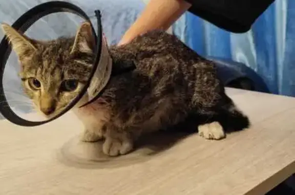 Котёнок найден: пр. Науки, Санкт-Петербург