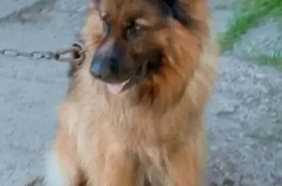 Собаки потеряшки, Вологда, фото: Потеряшка собака на ул. Бурмагиных, 49А