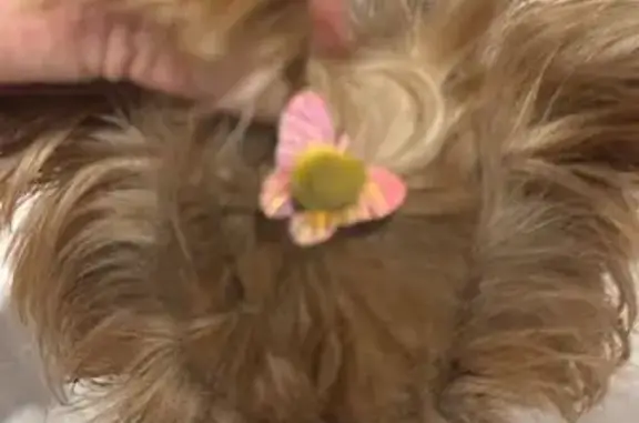 Найдена собака, Екатеринбург, фото: Йоркширский терьер, Пехотинцев 2/1