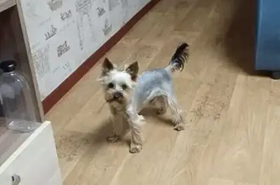 Собаки потеряшки, , фото: Потеряшка собака в Северобайкальске, Бурятия