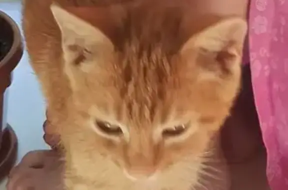 Пропала кошка, ул. Эрнста Тельмана